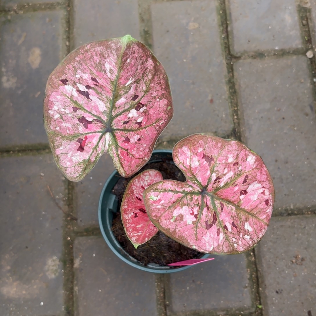 花木兰泰国彩叶芋188-1002