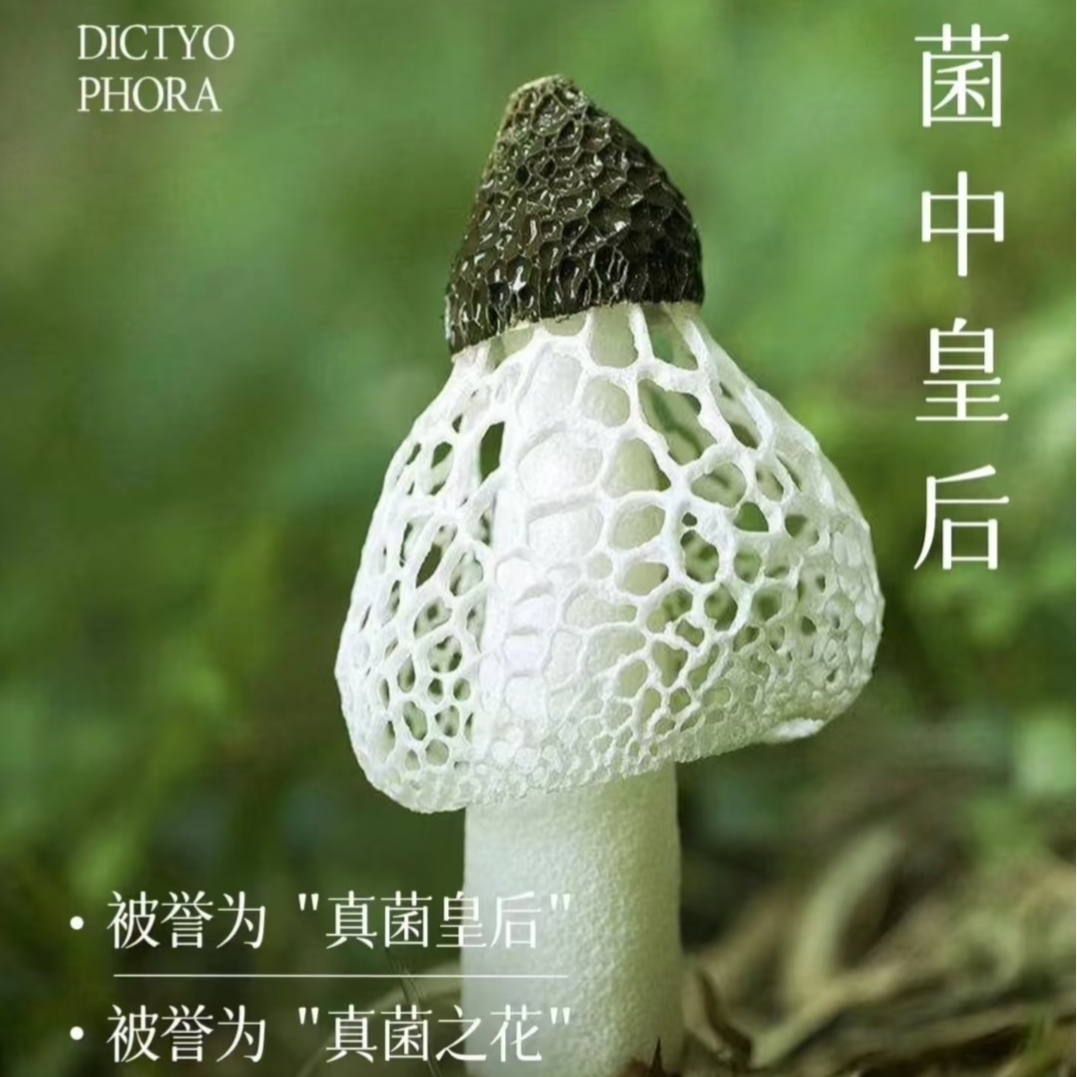 新鲜黑帽竹荪菌顺丰包邮