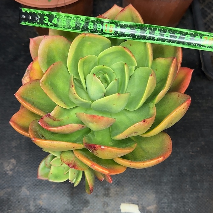 腾云071 多肉植物一物一拍