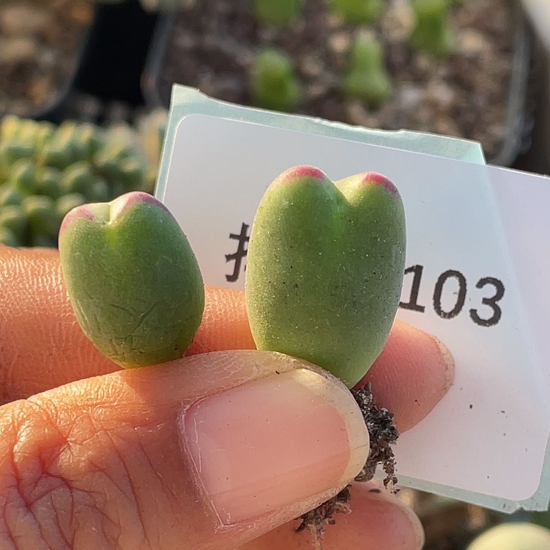 *****25-103肉锥多肉植物