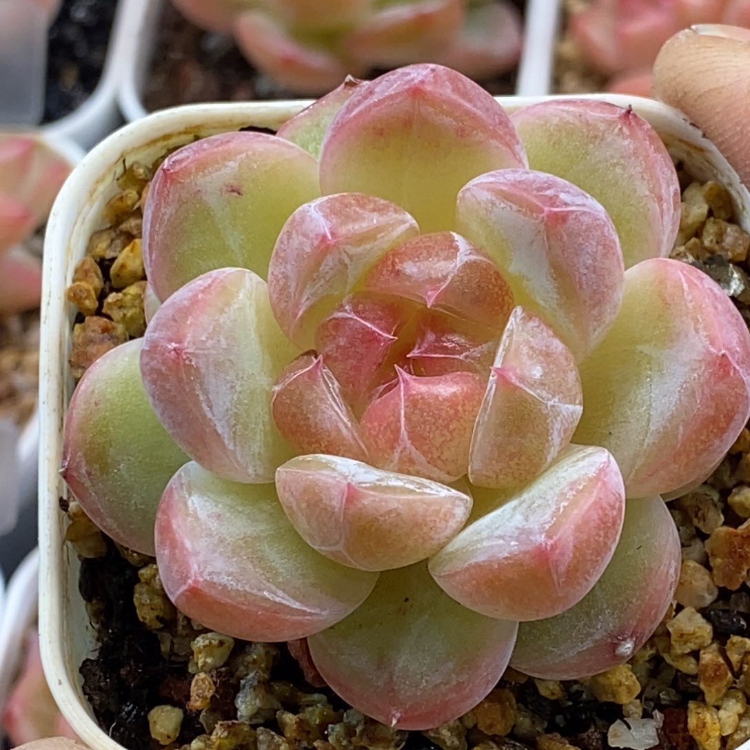 天官赐福百无禁忌