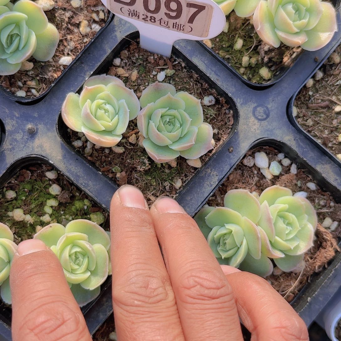 D097双头虾饺一物一拍