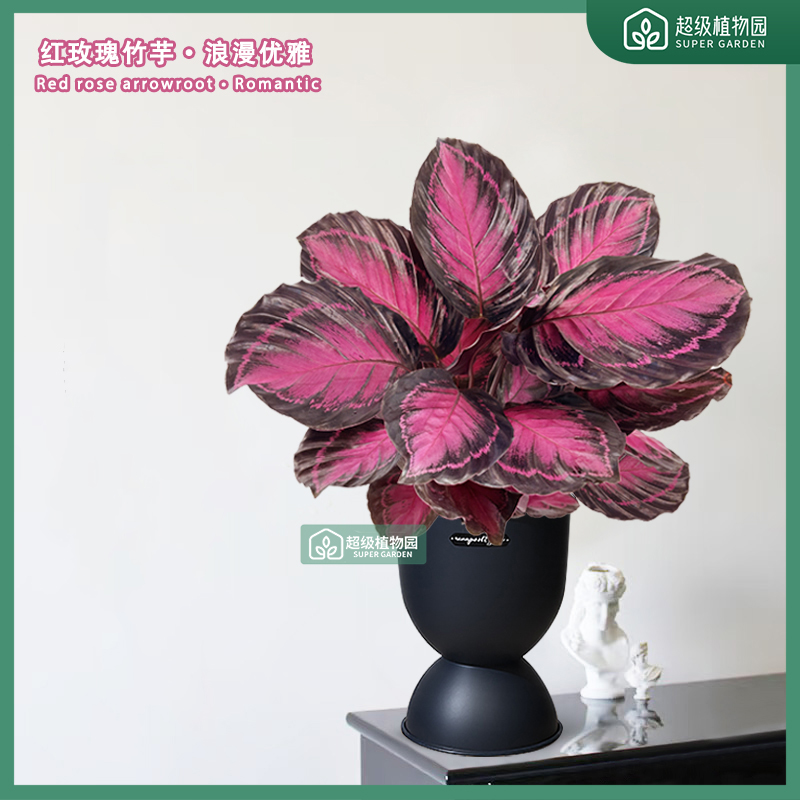 幸运女神红玫瑰竹芋彩叶芋室内耐阴好养观叶植物四季室内桌面绿植