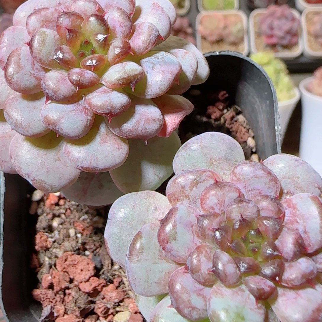 话多肉肉1205-99糖心母本