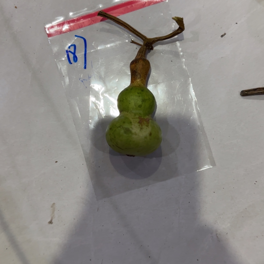 无***休葫芦咯out了我吐jjmjjttjmm