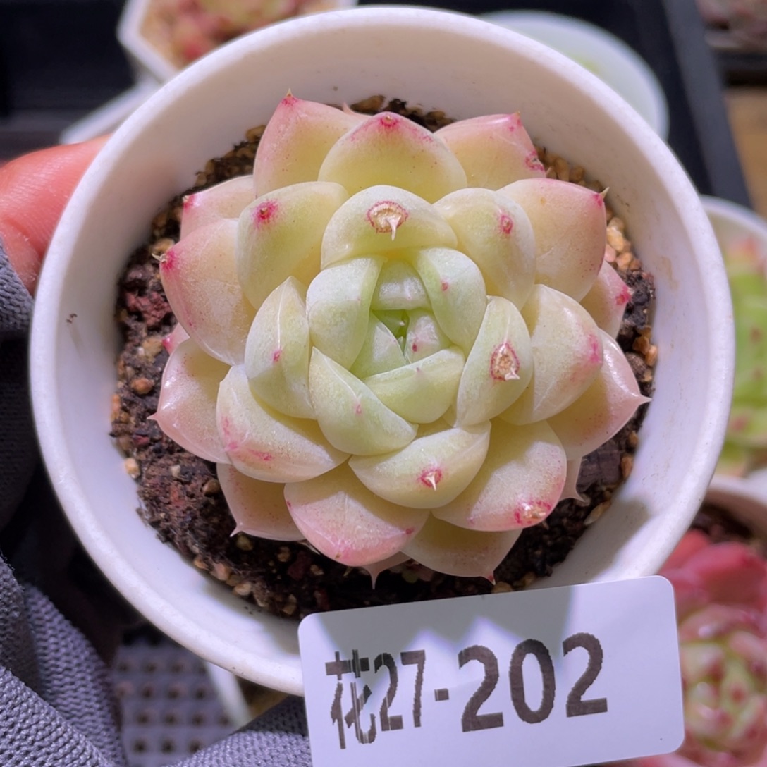 花利美27-202麦秆瑕疵