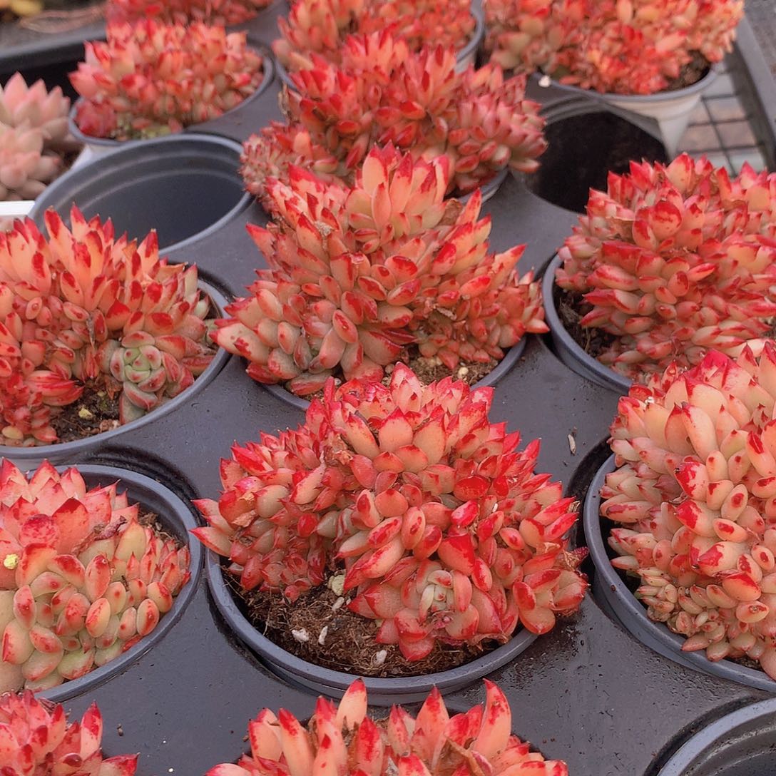 拉糖缀化456789000000