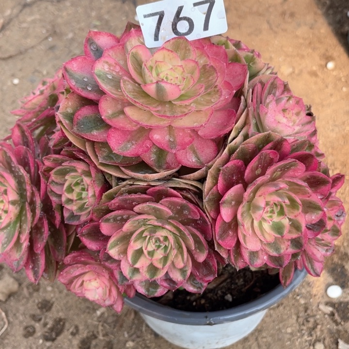 767多肉植物倾城