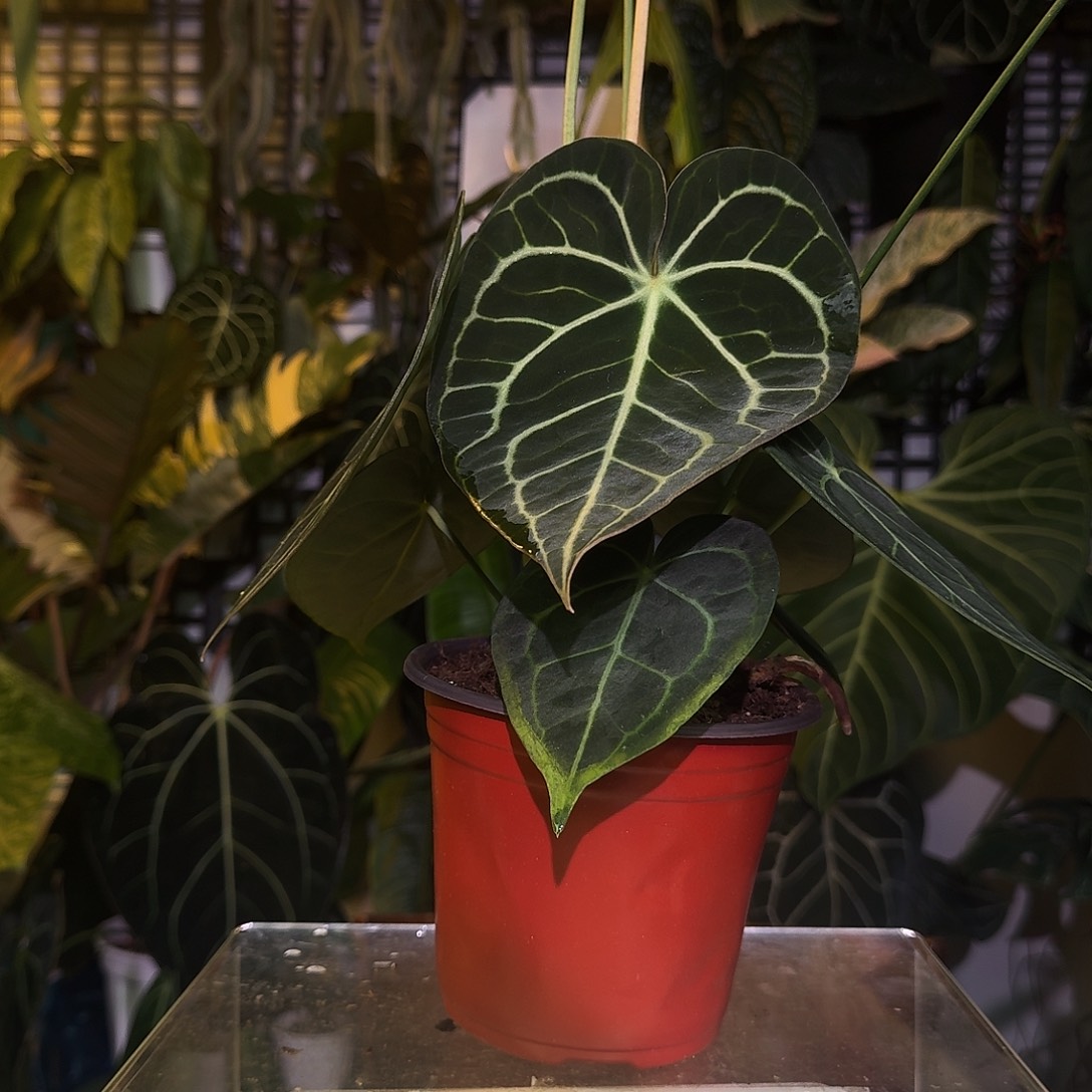 完全开放R02克莱恩