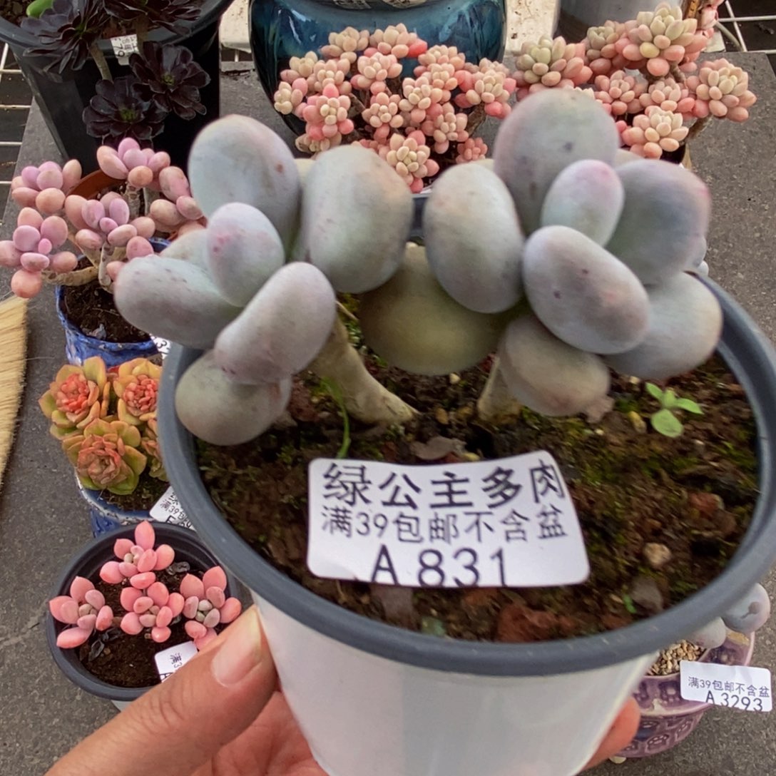831彩虹奶6cm多肉