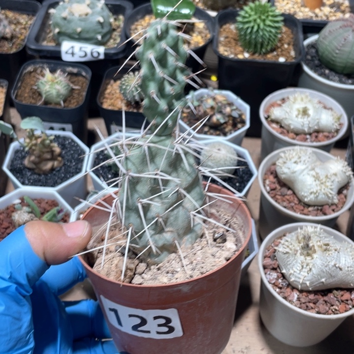 123硫磺团扇植物