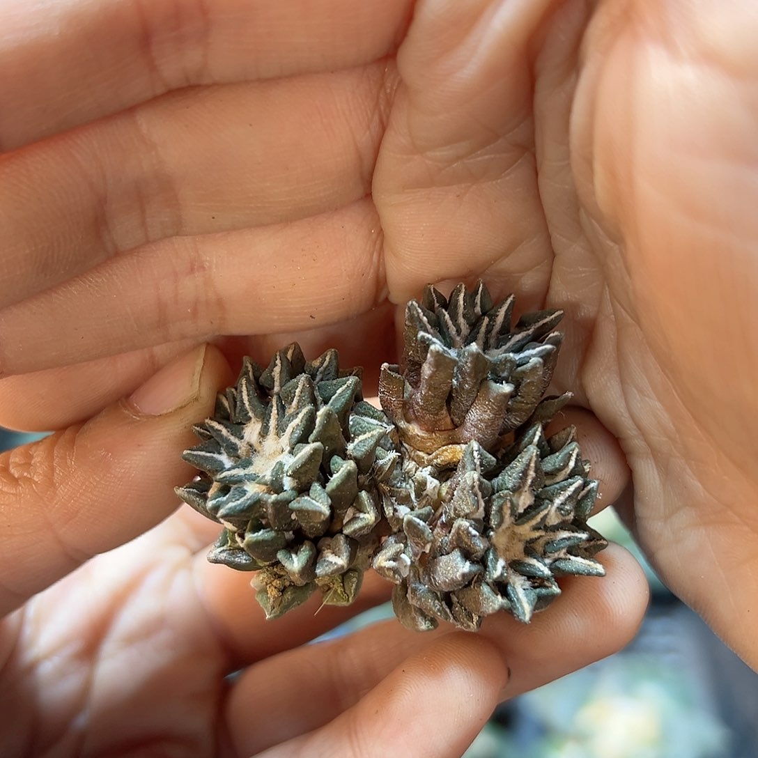 24日晚7号自根3头黑4.5公分