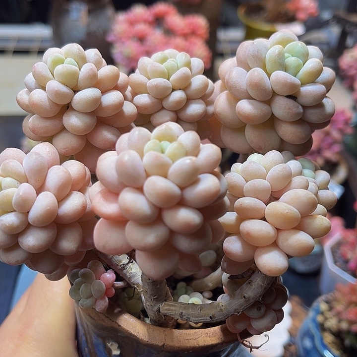 988 洛可可12 厘米