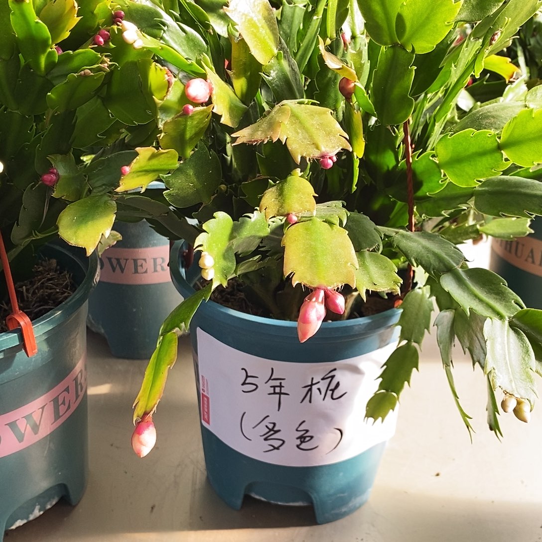 无花朵5年桩多色福利