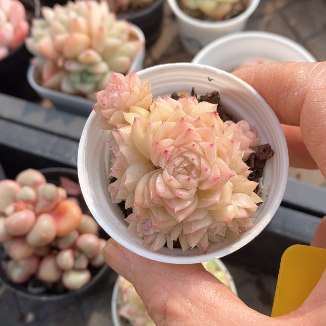 精品多肉一物一拍不包整49