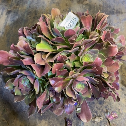 邵修玫瑰多肉植物5285