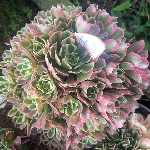 多肉植物雨花石634