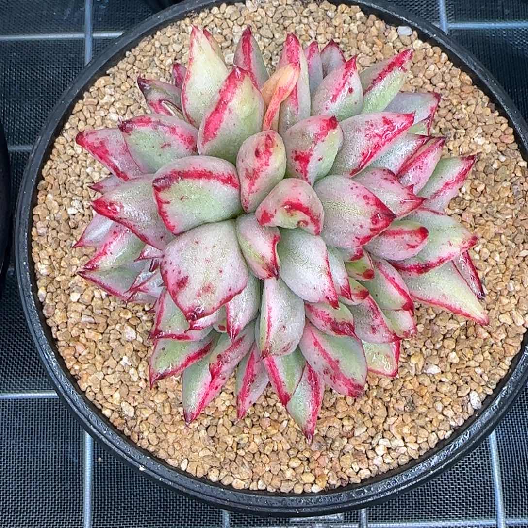 从前慢花园多肉编号玛丽亚锦缀