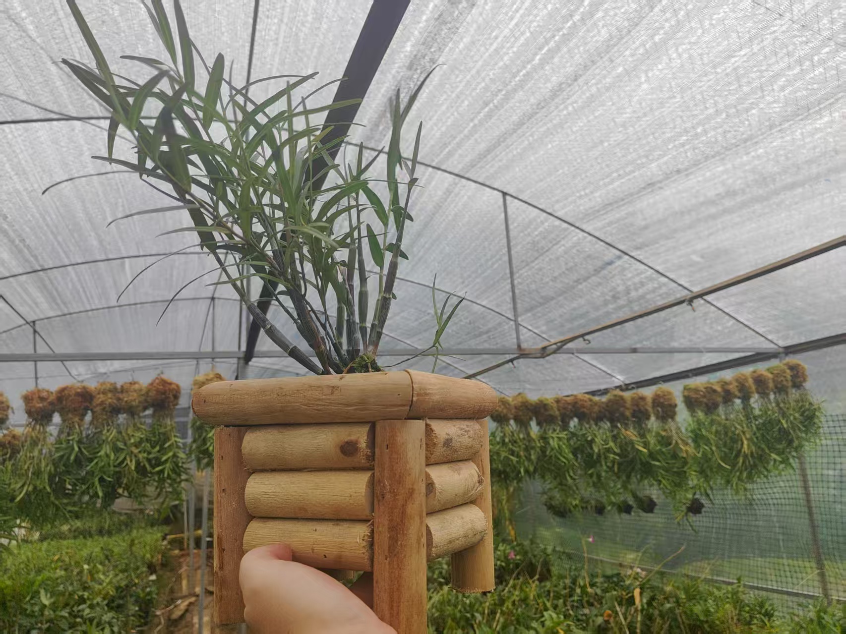 杉木纯手工花盆透气沥水适合兰花石斛种植美观实用
