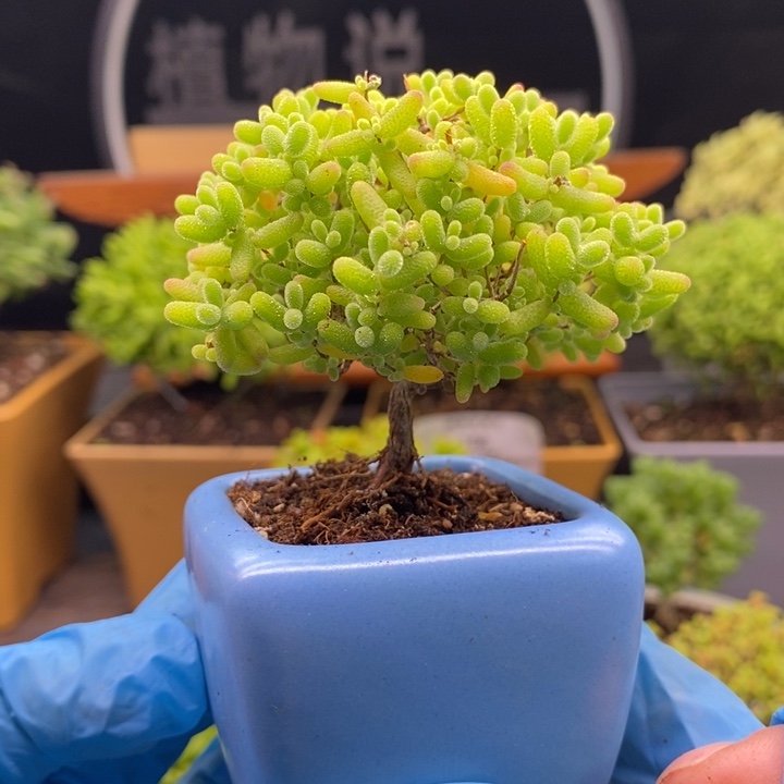 无花朵55蜜橘。   