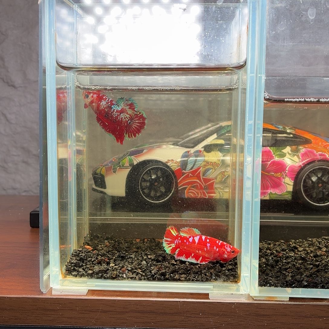 斗鱼彩金将军母鱼