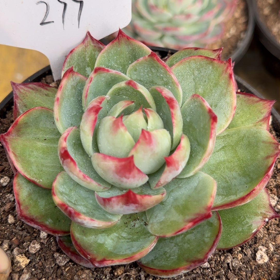 惊鸿一物一拍包装收缩花旱277