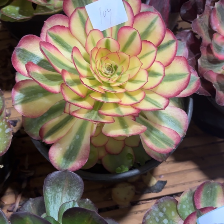 云南荔枝好看109号