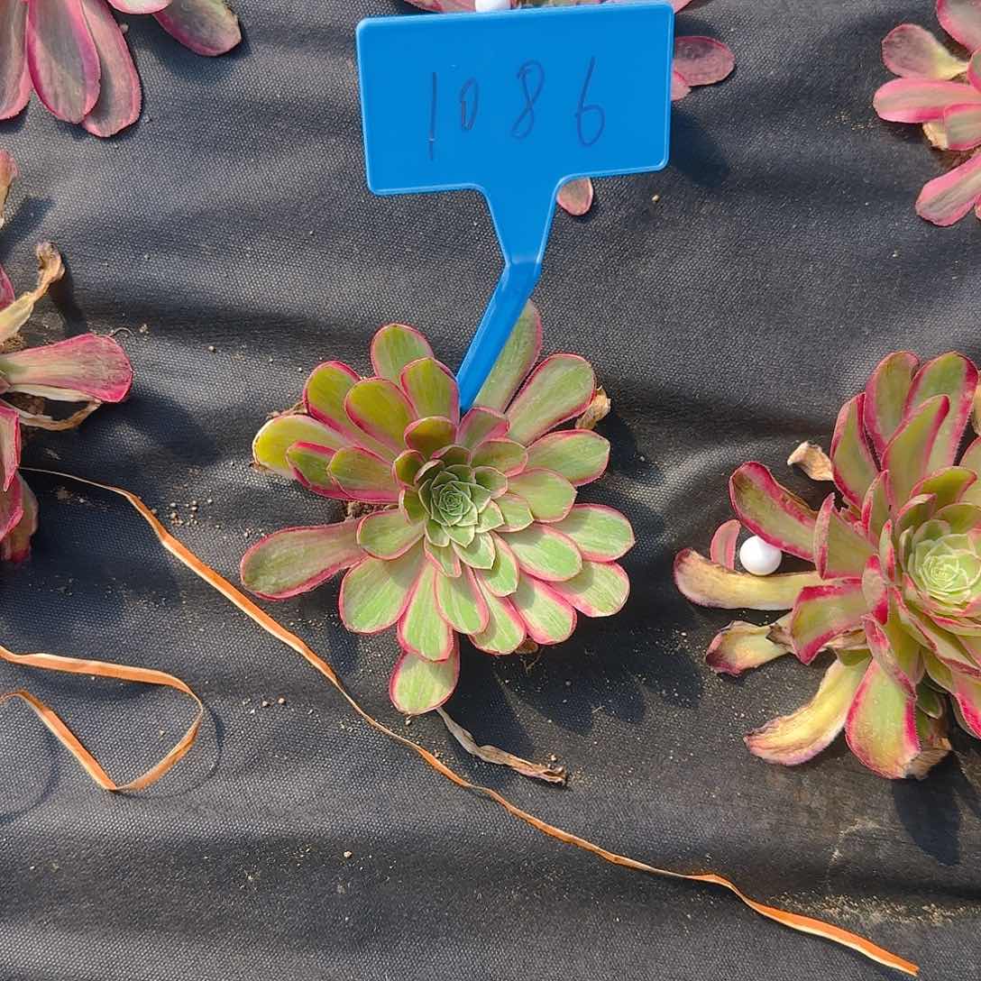 1086孔雀翎多肉寄养哦哦