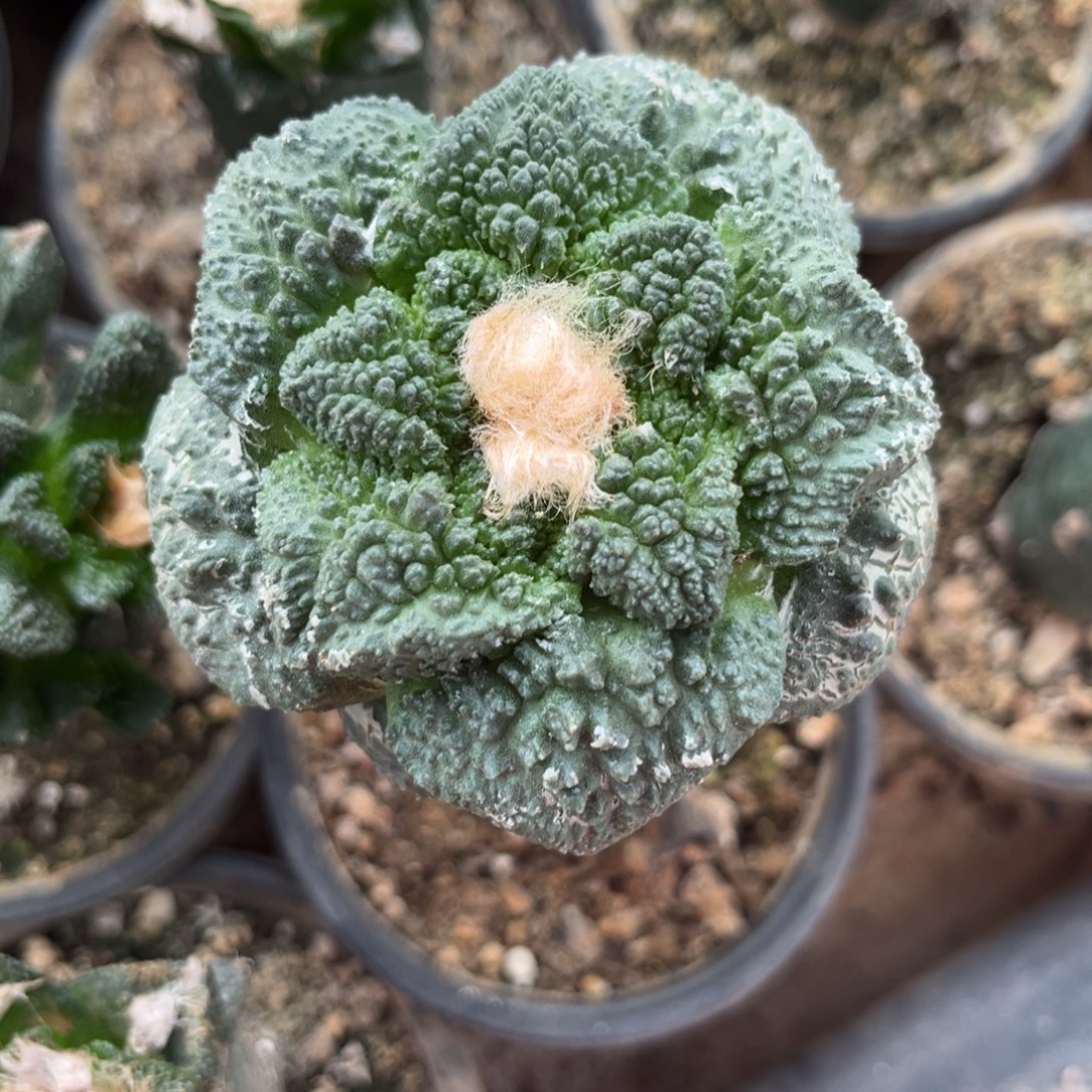 7.6公分3.5优仙人球福利出