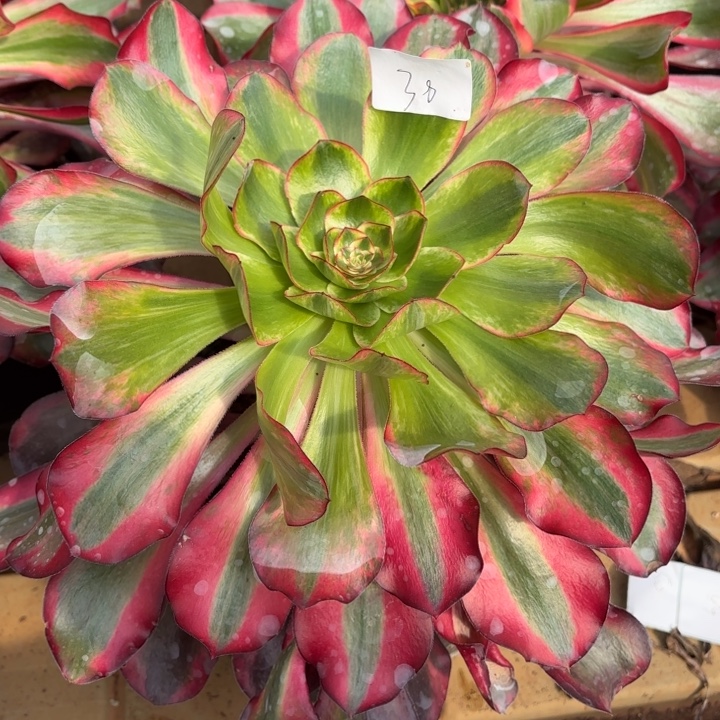 采****云南巫毒白好看38号