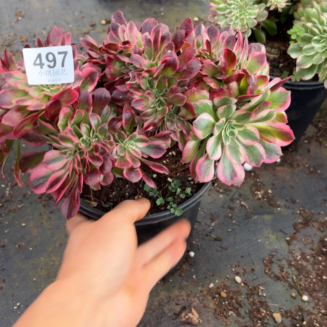 497号女郎缀化多肉植物