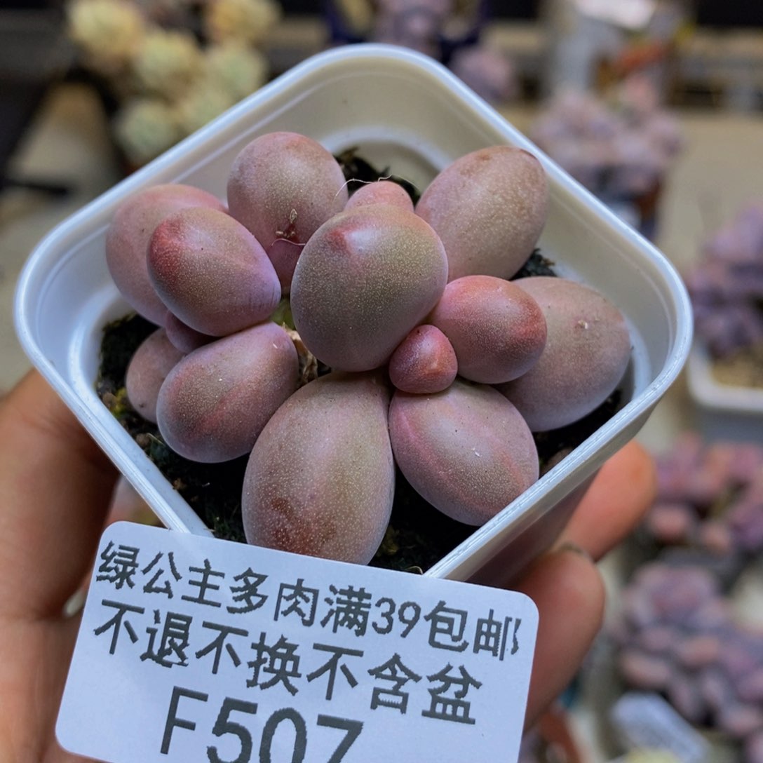 507糖果美人多肉4c m