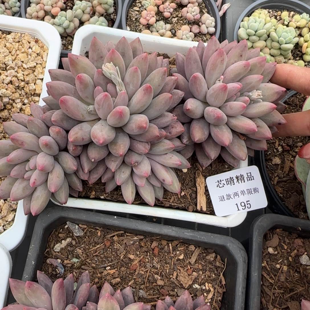 闪购精品多肉195号