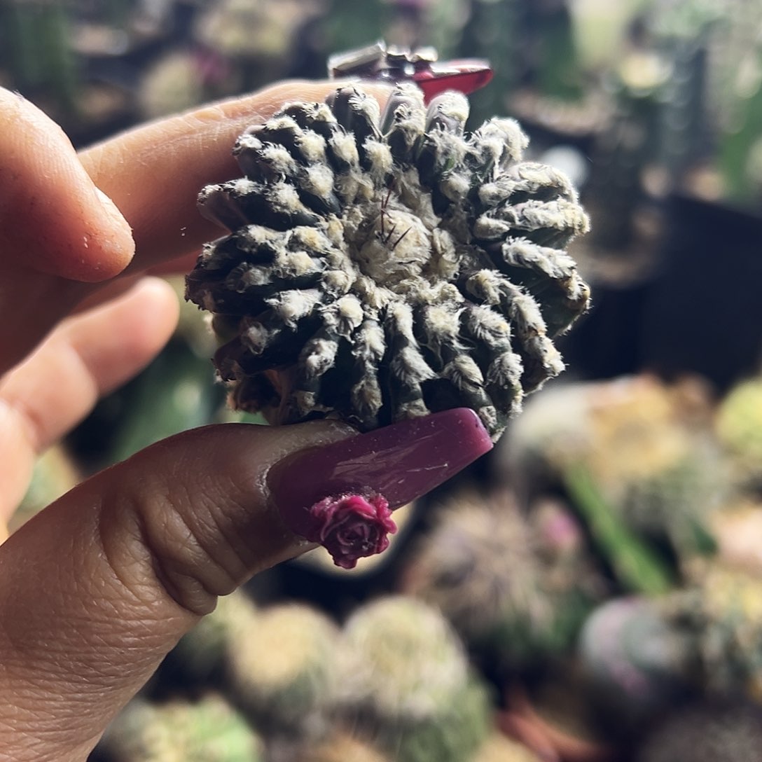 奇特仙人球11111111