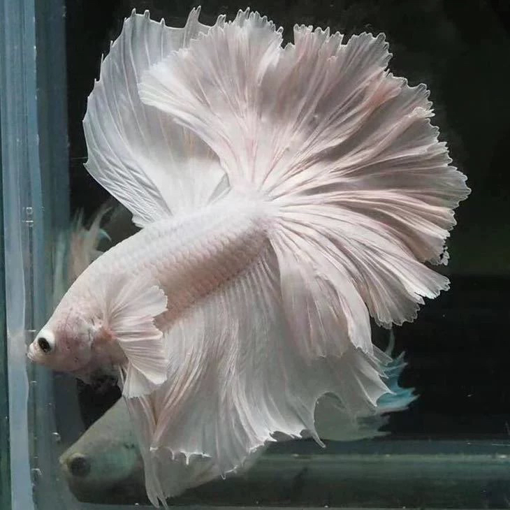 【517-544】号泰国斗鱼仙女款半月狮王将军马尾网红宠物热带观赏鱼