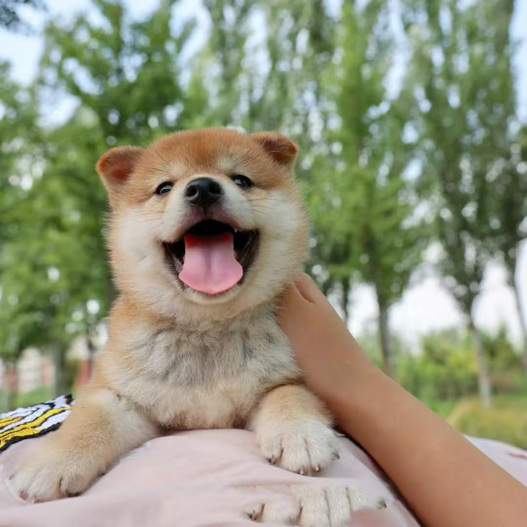 （小胡家 ）T狗狗活体