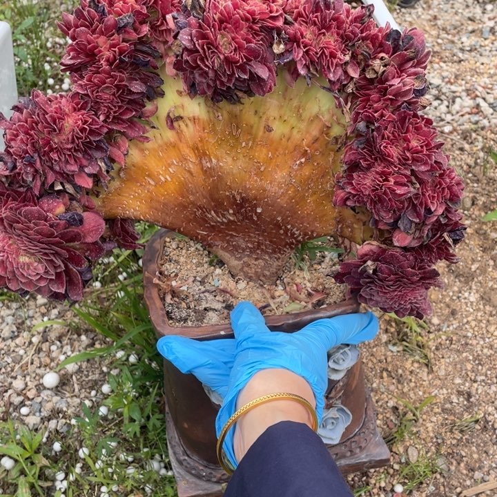 抹茶多肉植物精华粉是最美植物