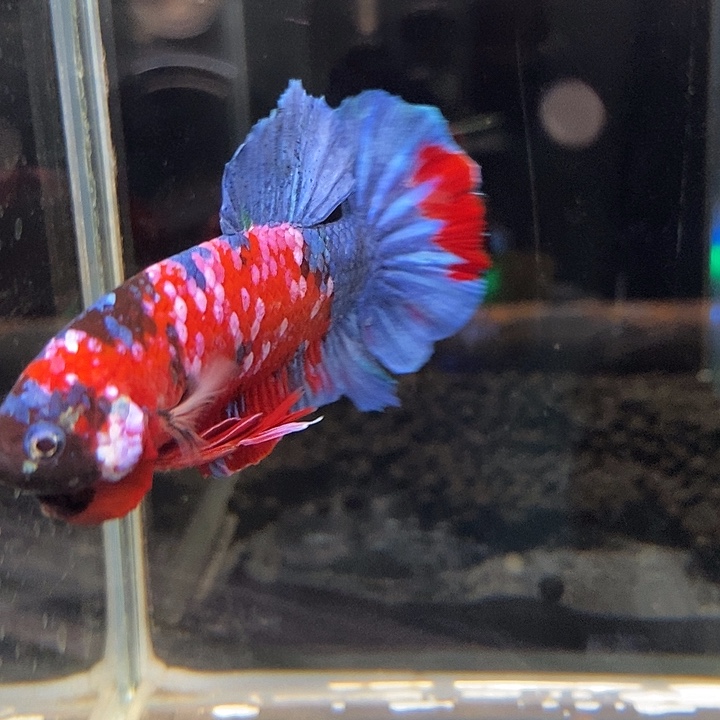 斗鱼黑233号巨丢将军