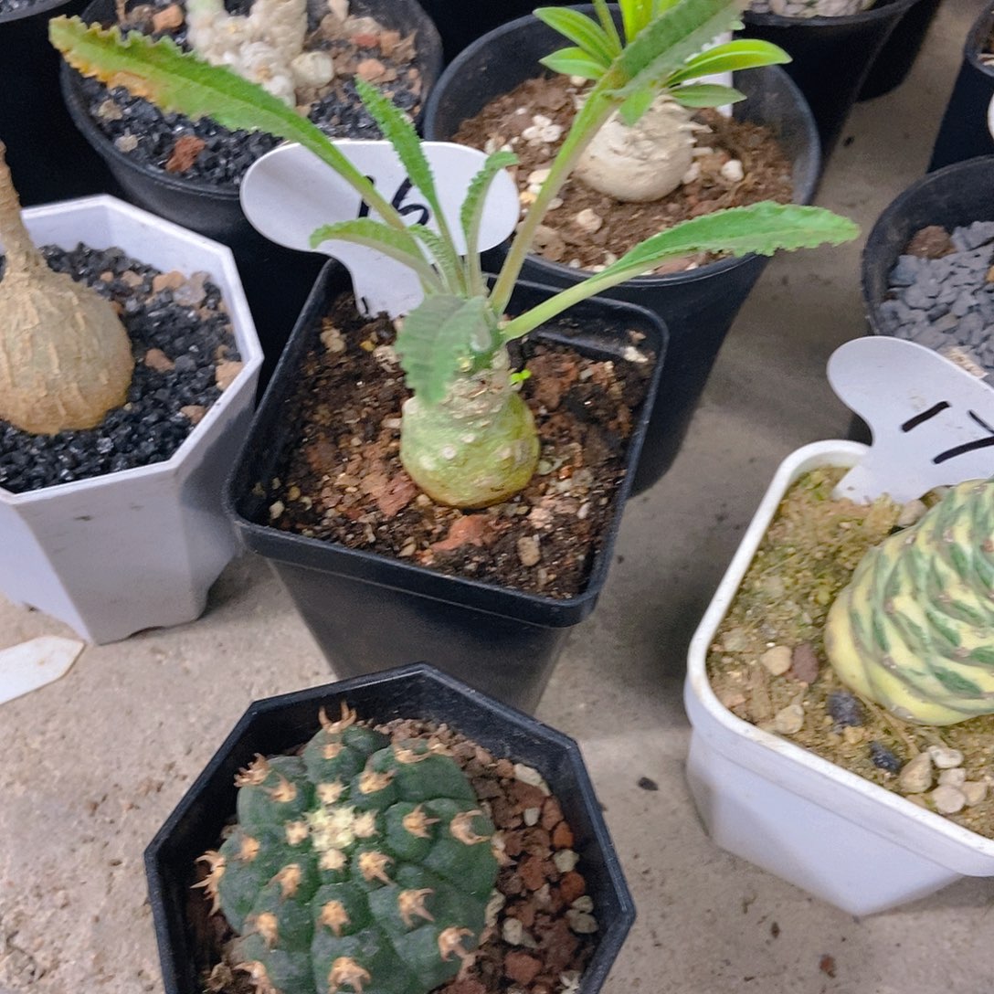 立***厂猫爪一个一物一拍