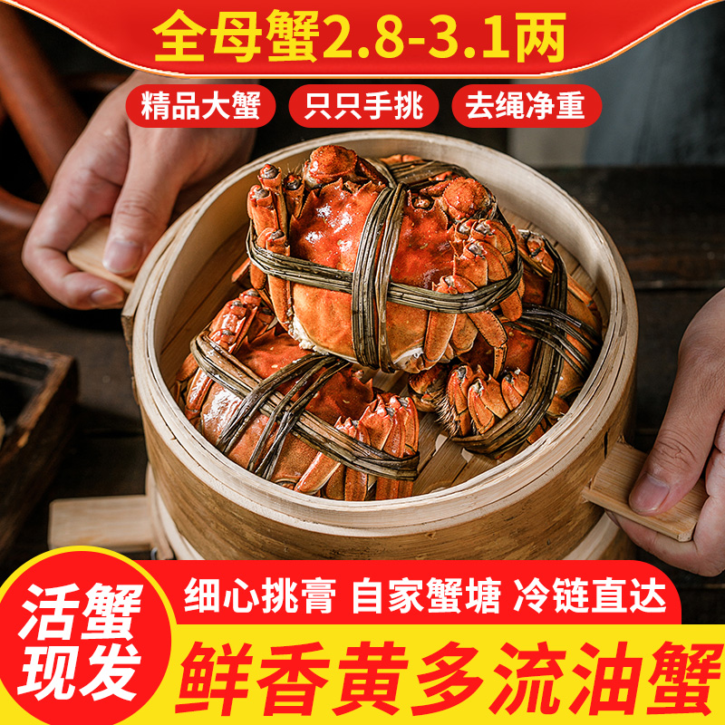 【活蟹】江苏兴化大闸蟹全母蟹2.8-3.1两8只/10只现货京东顺丰包邮