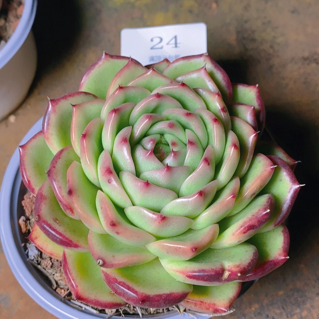 【闪购商品】云24号