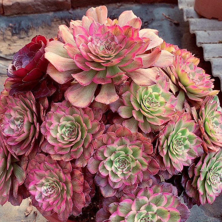 奥黛丽，多肉植物