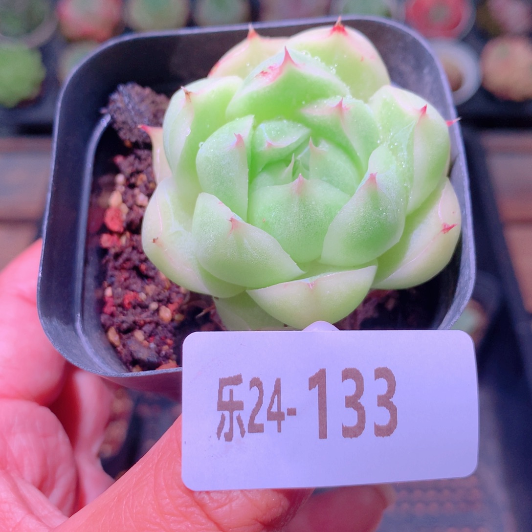 乐然24-133 麦秆单头 