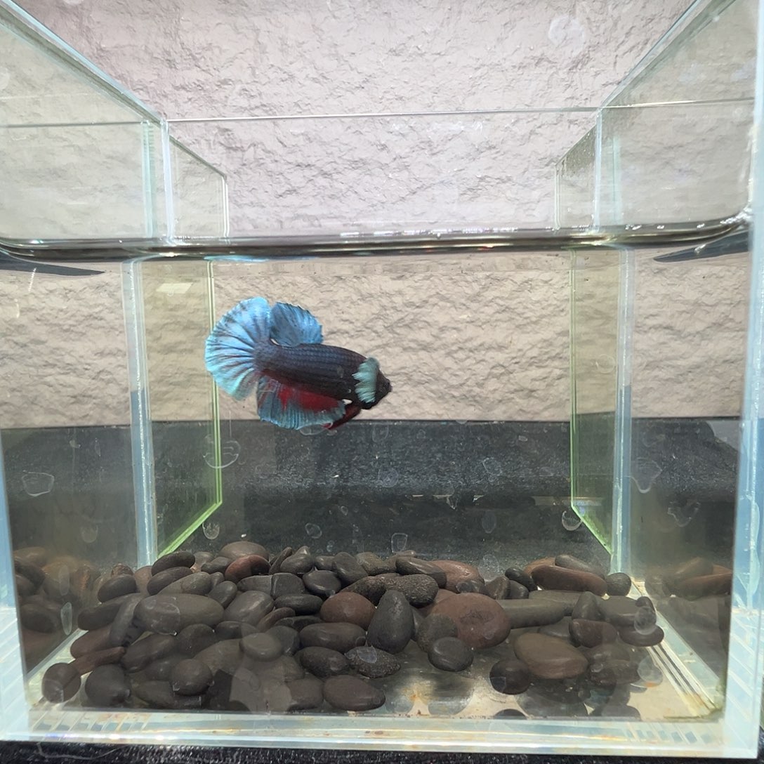 斗鱼阿浩泰斗14日115