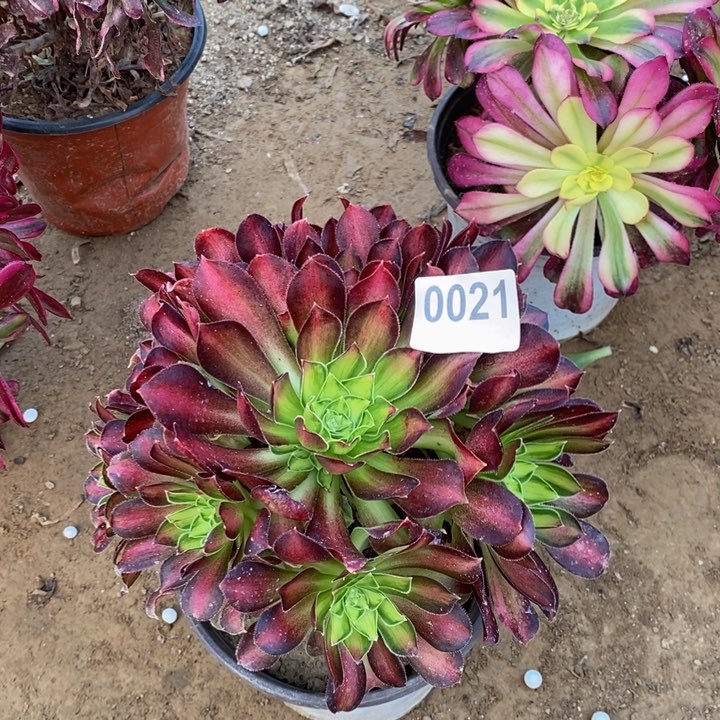 021韶华手捧多肉法师