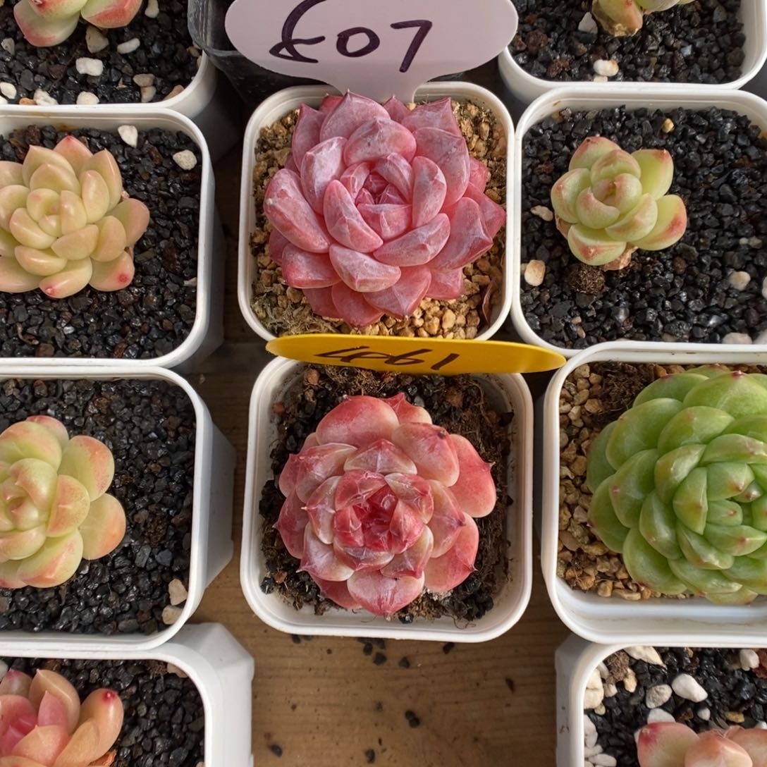 k***n冰魄507。  461号。  