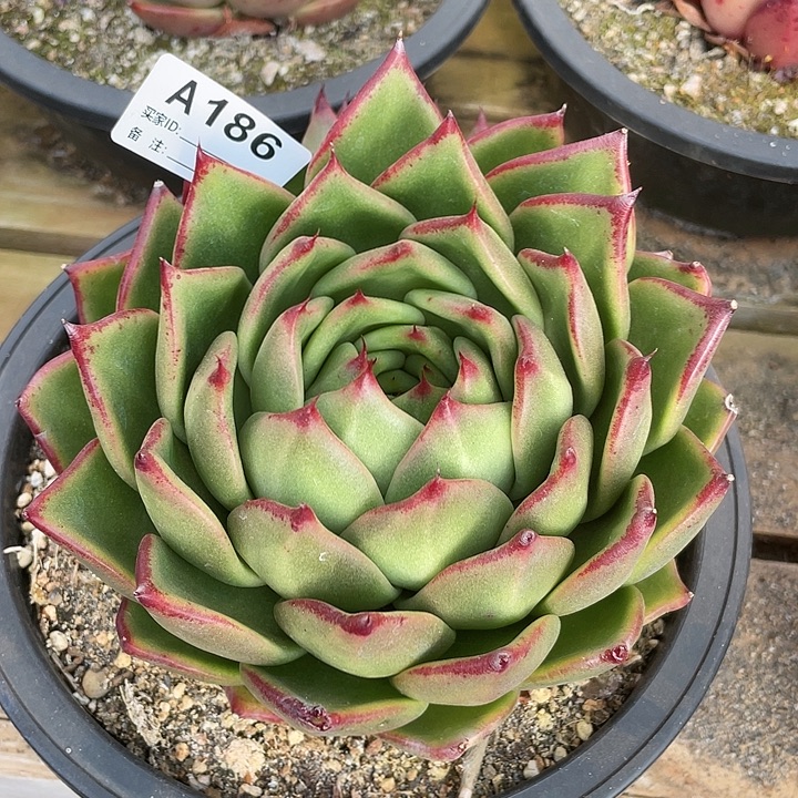 若如东云单拍A186