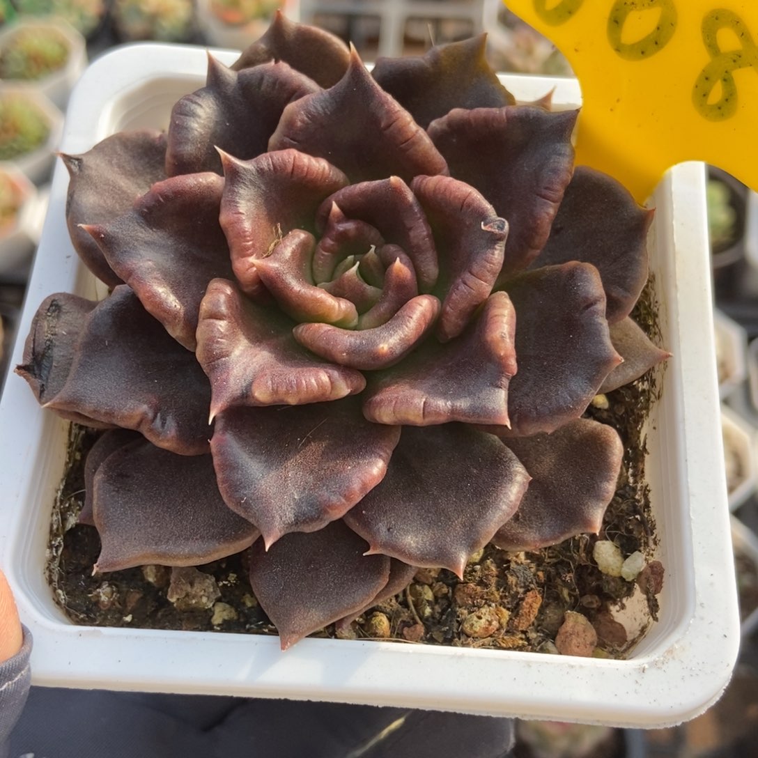 608黑饺子多肉植物保护