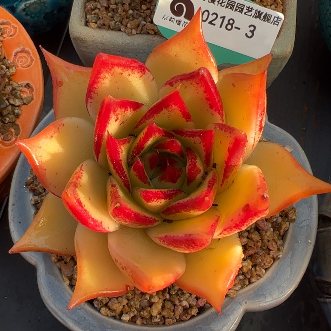 从前慢多肉精选编号0218.3