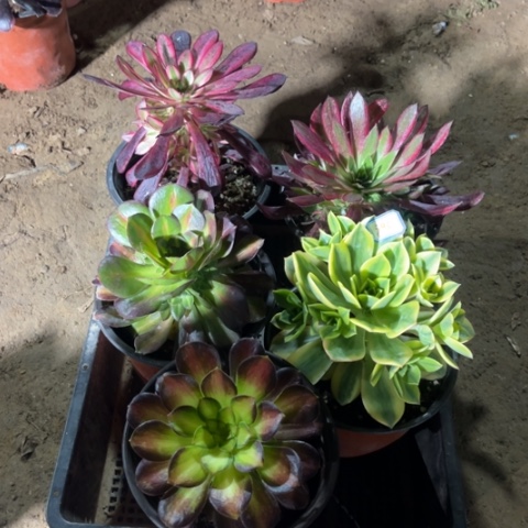 890多肉植物组合